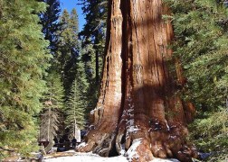 Sequoiadendron giganteum / Óriás mamutfenyő